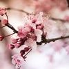 cherrybloom822